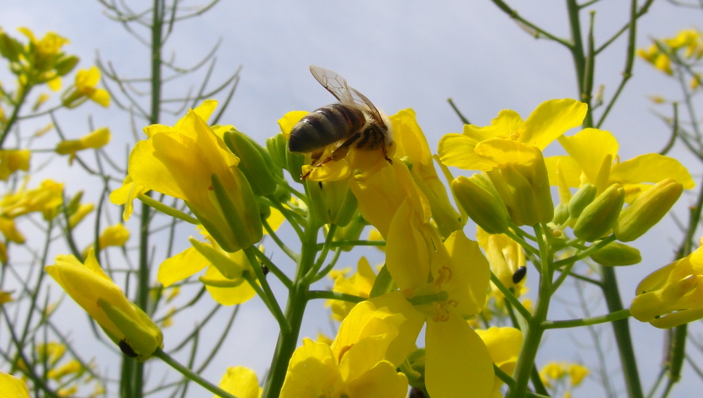 Včely v porostu řepky